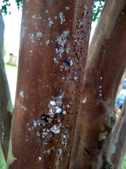 Eriococcus lagerstroemiae