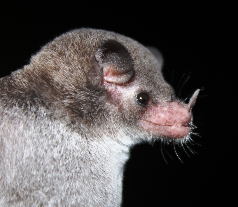 Leach's Single-Leaf Bat