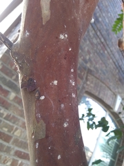 Eriococcus lagerstroemiae