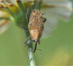 Pseudocentrinus ochraceus