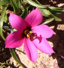 Moraea versicolor