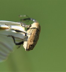 Pseudocentrinus ochraceus