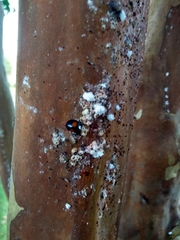 Eriococcus lagerstroemiae