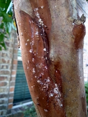 Eriococcus lagerstroemiae