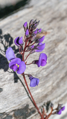 Hardenbergia violacea