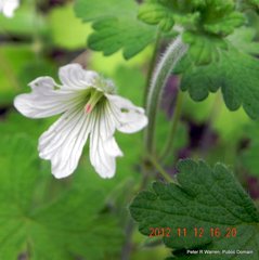 Geranium wakkerstroomianum
