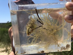 Chasmodes bosquianus