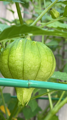 Physalis philadelphica
