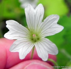 Geranium wakkerstroomianum