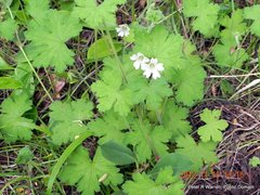 Geranium wakkerstroomianum