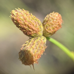 Fuirena scirpoidea