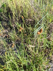 Fuirena scirpoidea