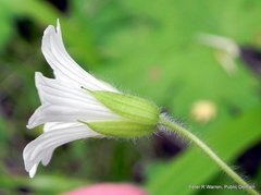 Geranium wakkerstroomianum