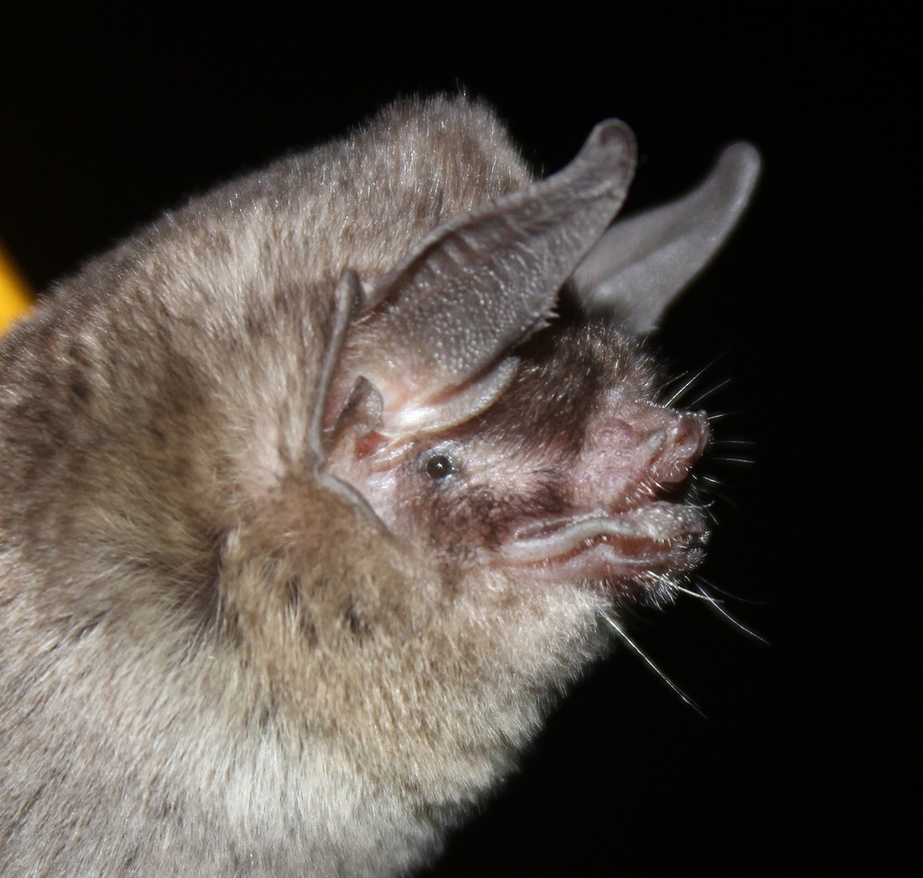 sooty mustached bat