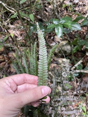 Adiantum pyramidale