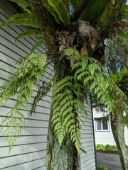 Asplenium pseudolaserpitiifolium