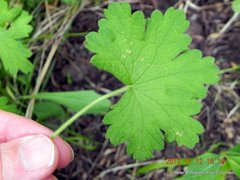 Geranium wakkerstroomianum