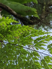 Asplenium pseudolaserpitiifolium