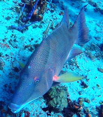 Lachnolaimus maximus