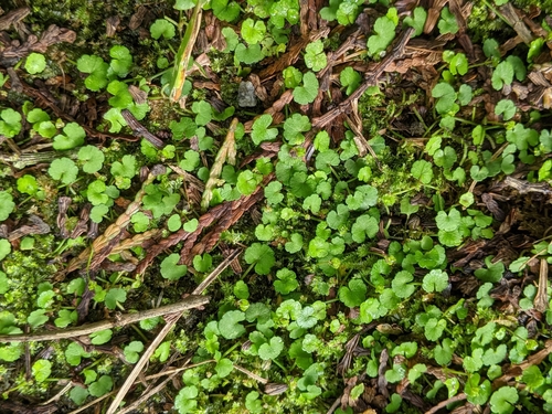 Hydrocotyle dichondrioides iNat (1)