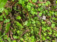 Hydrocotyle dichondroides