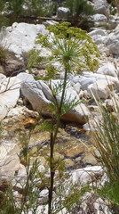 Notobubon tenuifolium