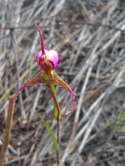 Disperis capensis capensis