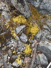 Vulpicida juniperinus