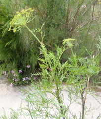 Notobubon tenuifolium