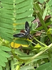 Trichopoda lanipes