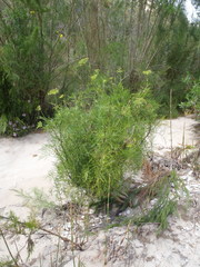 Notobubon tenuifolium