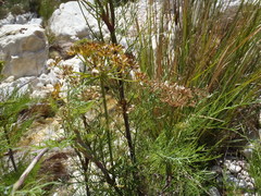 Notobubon tenuifolium