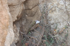 Lobelia dichroma