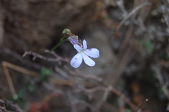 Lobelia dichroma