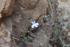Lobelia dichroma