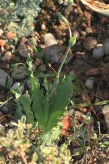 Freesia viridis