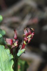 Freesia viridis