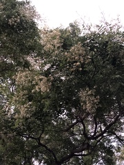 Styphnolobium