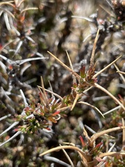 Tetraglochin cristata