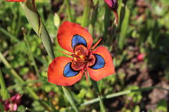 Moraea tulbaghensis
