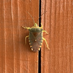 Acanthosoma denticaudum