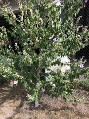 Hibiscus syriacus