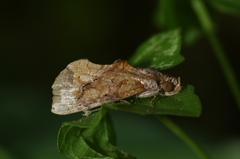 Plusiodonta coelonota