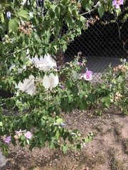 Hibiscus syriacus