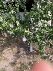 Hibiscus syriacus