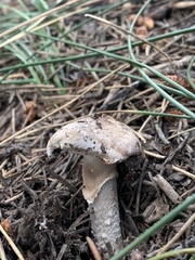 Agaricus sylvaticus occidentalis