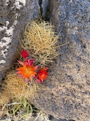 Lobivia maximiliana maximiliana