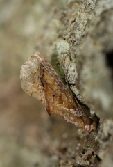 Plusiodonta coelonota