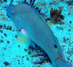 Lachnolaimus maximus