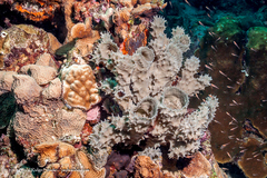 Callyspongia armigera